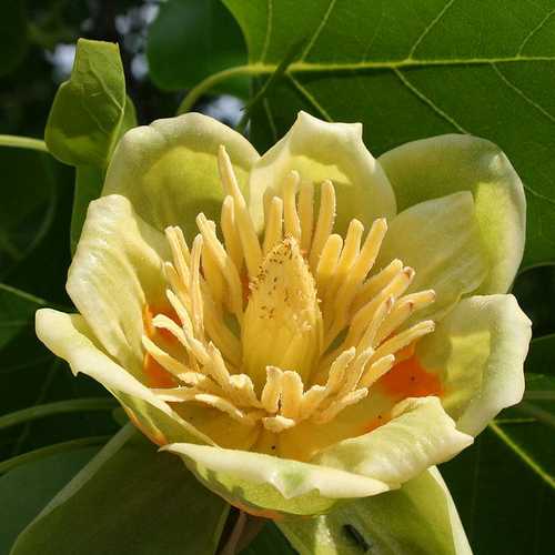 Liriodendron tulipifera - Tulip Tree - Future Forests