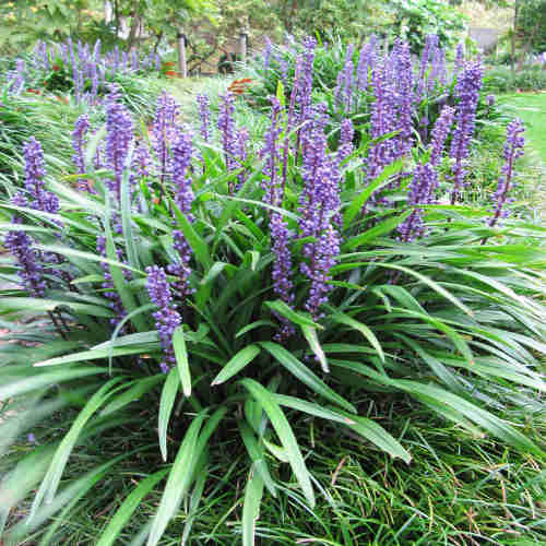 Liriope muscari