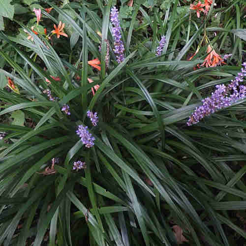 Liriope muscari