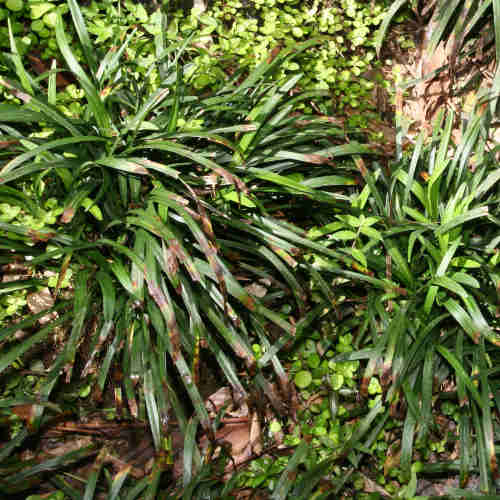 Liriope muscari