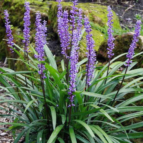 Liriope muscari