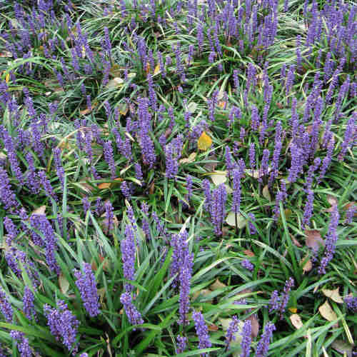 Liriope muscari