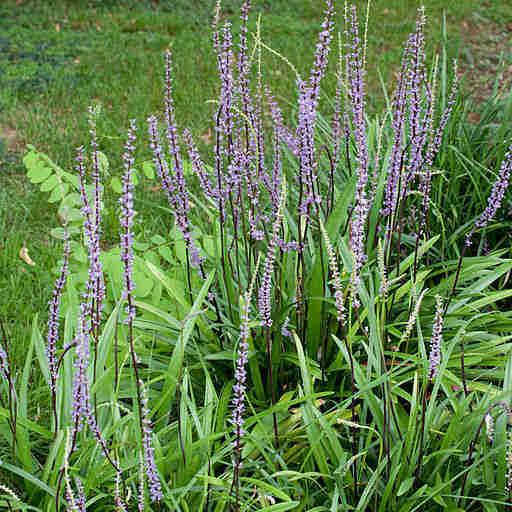 Liriope muscari