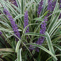 Liriope muscari variegata