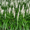 Liriope muscari Monroe White