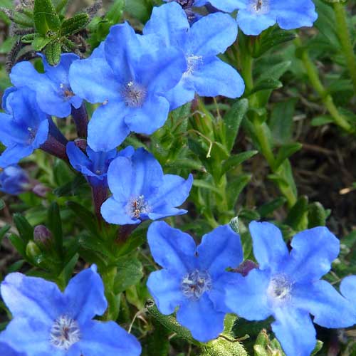 Lithodora diffusa Heavenly Blue