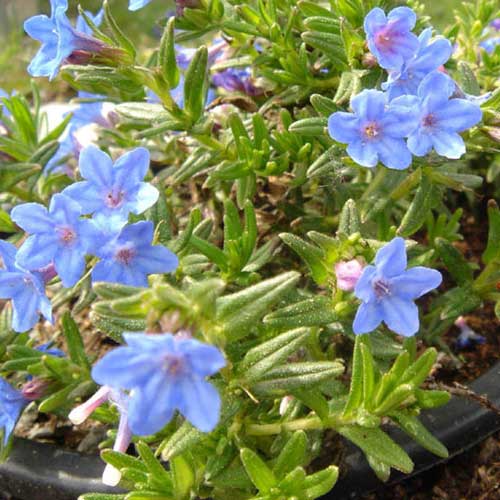 Lithodora diffusa Heavenly Blue