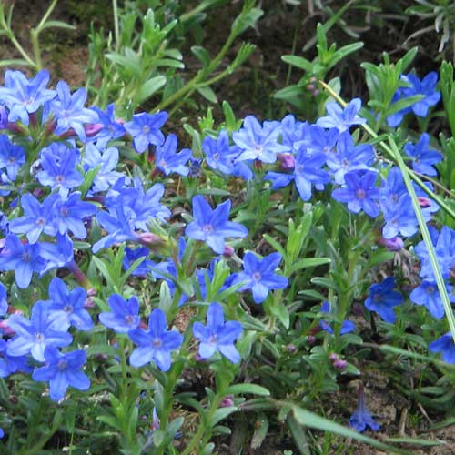 Lithodora diffusa Heavenly Blue