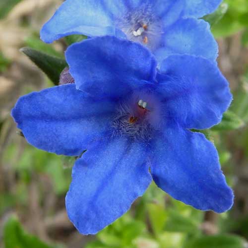 Lithodora diffusa Heavenly Blue