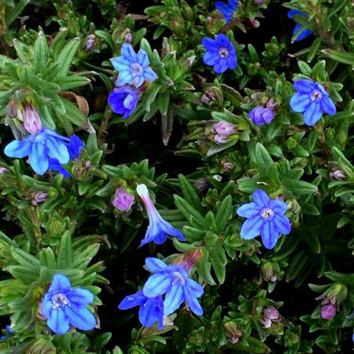 Lithodora diffusa Heavenly Blue