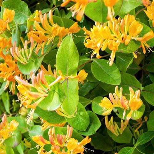 Lonicera henryi 'Copper Beauty' - Future Forests