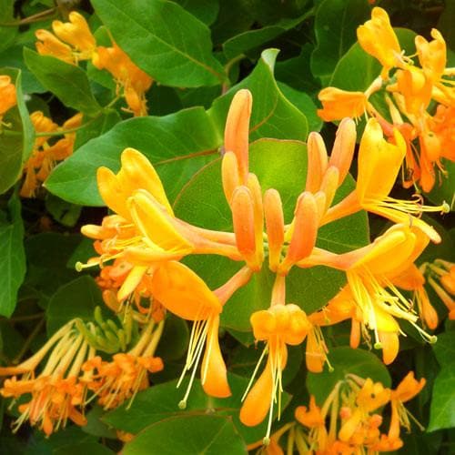 Lonicera henryi 'Copper Beauty' - Future Forests