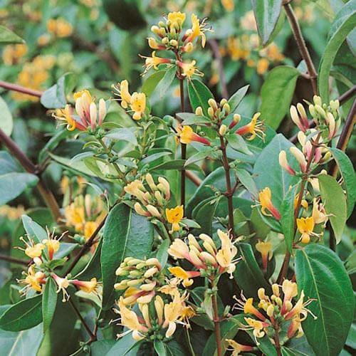 Lonicera henryi 'Copper Beauty' - Future Forests