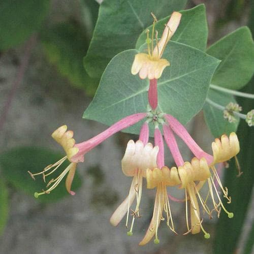 Lonicera americana