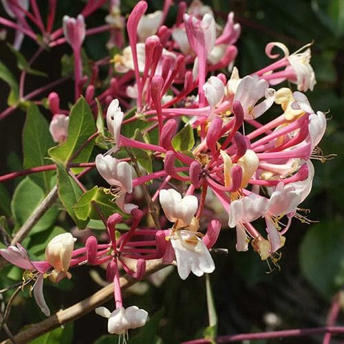 Lonicera americana