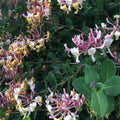 Lonicera americana