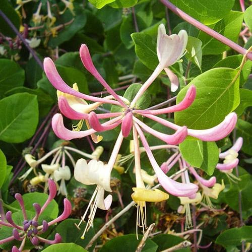 Lonicera americana