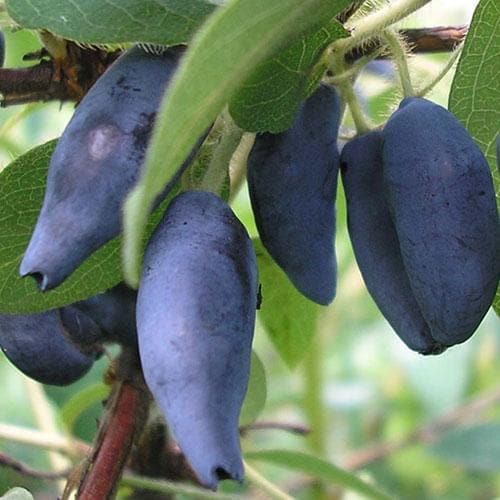 Honeyberry - Lonicera caerulea Uspiech - Future Forests