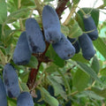 Honeyberry - Lonicera caerulea var. Kamtschatica - Future Forests