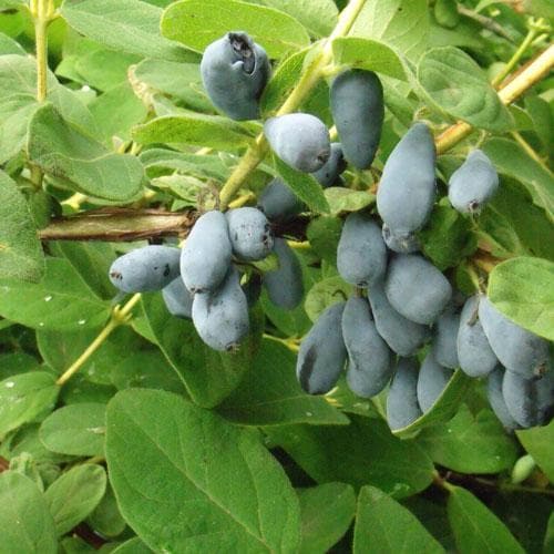 Honeyberry - Lonicera caerulea var. Kamtschatica - Future Forests