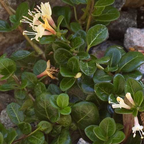 Lonicera crassifolia