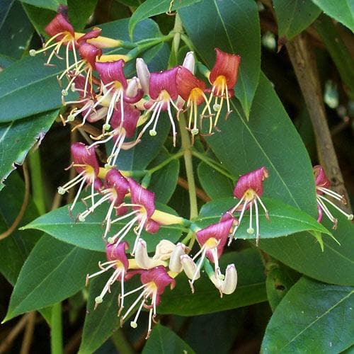 Lonicera henryi