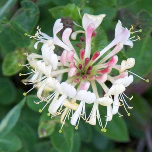 Lonicera periclymenum Graham Thomas