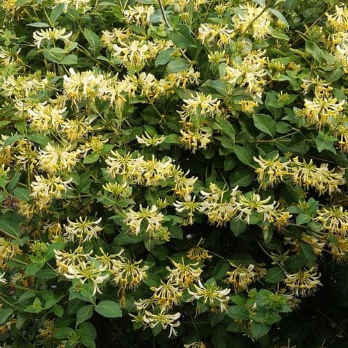 Lonicera periclymenum Graham Thomas