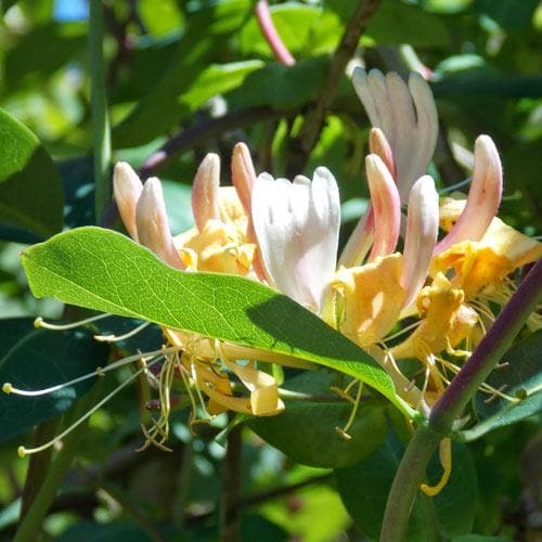 Lonicera periclymenum Graham Thomas