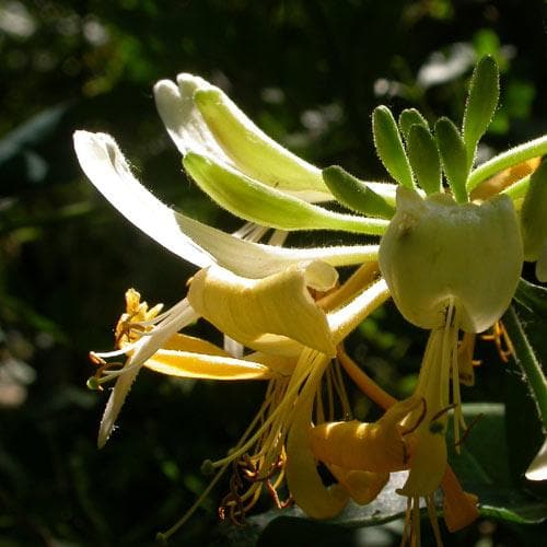 Lonicera periclymenum Graham Thomas