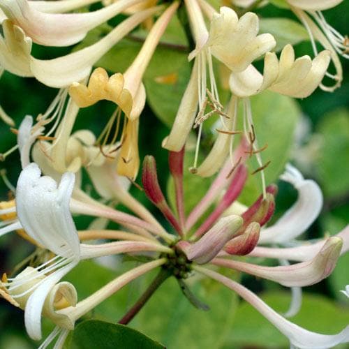 Lonicera periclymenum Graham Thomas