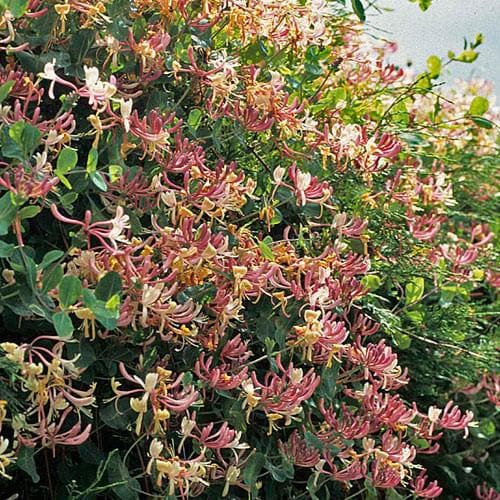 Lonicera periclymenum - Future Forests