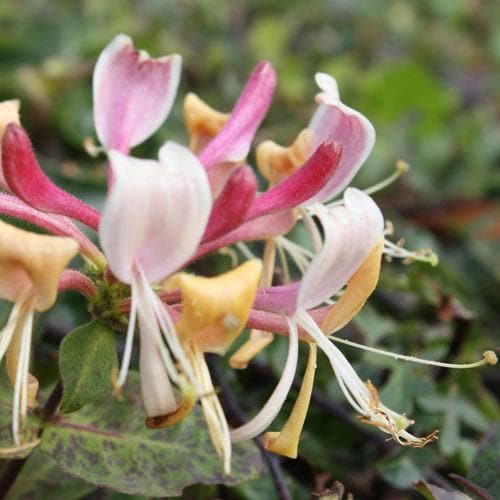 Lonicera periclymenum - Future Forests