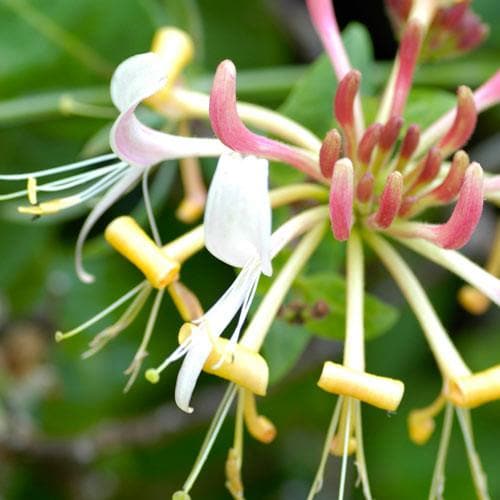 Lonicera periclymenum - Future Forests