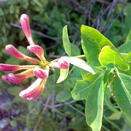 Lonicera periclymenum - Future Forests