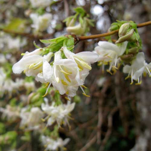 Lonicera x purpusii