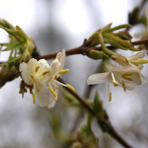 Lonicera x purpusii