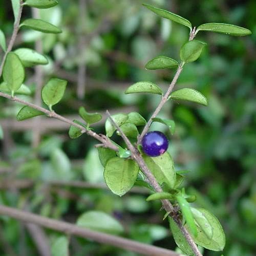 Lonicera nitida - Poor Mans Box - Future Forests