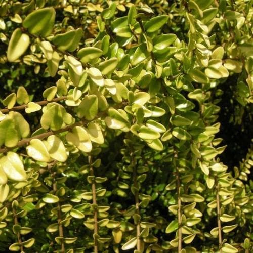 Lonicera nitida Baggensons Gold - Golden Poor Mans Box - Future Forests