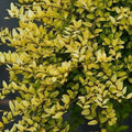 Lonicera nitida Baggensons Gold Bareroot | 1-2ft