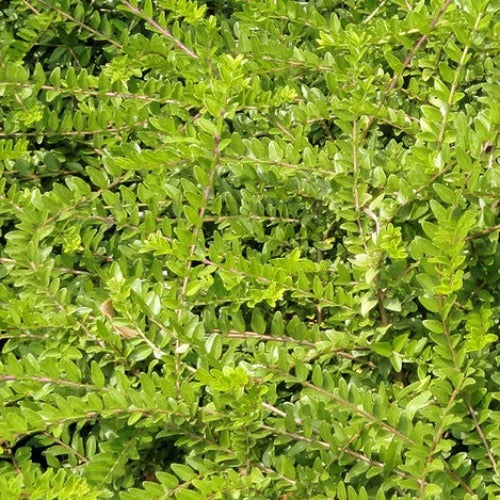 Lonicera nitida May Green