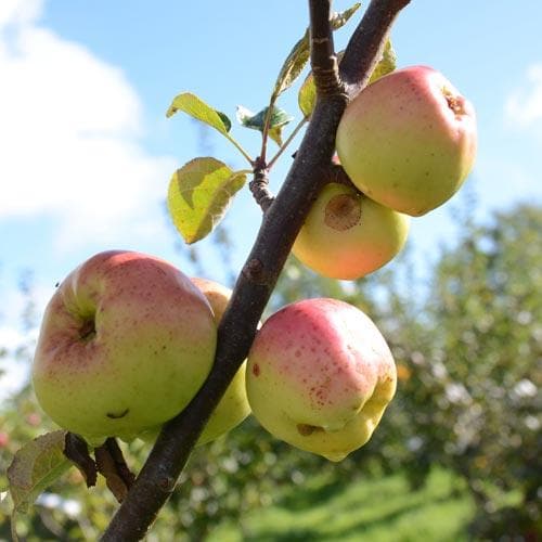 Apple Lord Derby - Future Forests