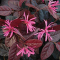 Loropetalum chinense var. rubrum Fire Dance