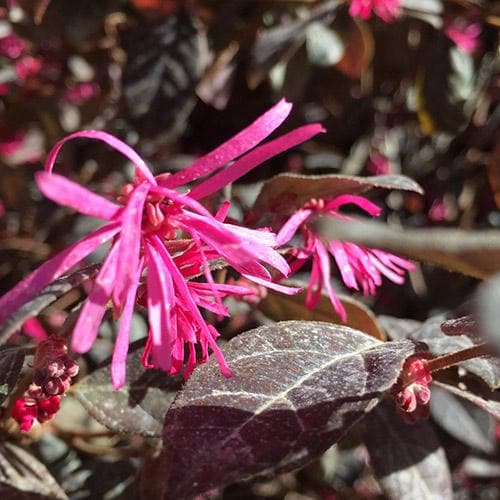 Loropetalum chinense var. rubrum Fire Dance