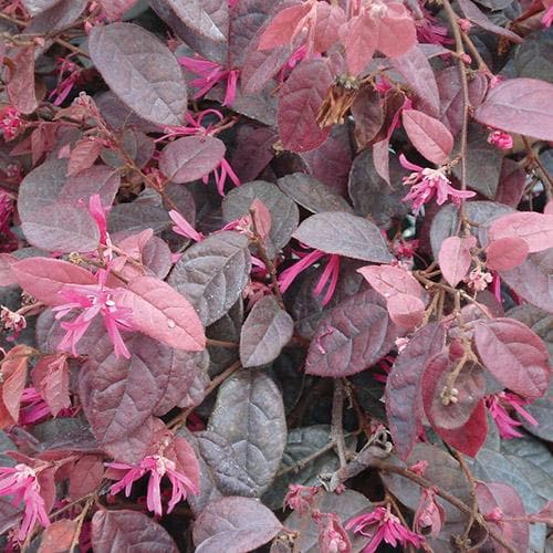 Loropetalum chinense var. rubrum Fire Dance