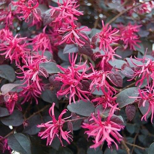 Loropetalum chinense var. rubrum Fire Dance