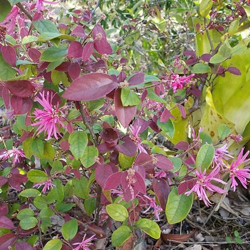 Loropetalum chinense var. rubrum Fire Dance