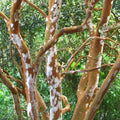 Luma apiculata - Future Forests
