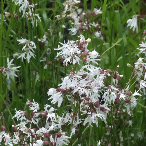 Lychnis flos-cuculi White Robin