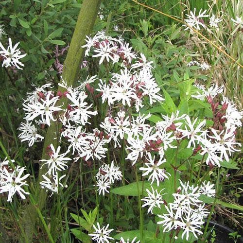 Lychnis flos-cuculi White Robin